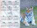 calendar for 2022 with image of tiger. tiger as symbol of 2022 year