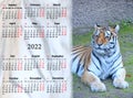 calendar for 2022 with image of tiger. tiger as symbol of 2022 year