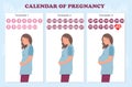 The calendar of pregnancy trimesters with pregnant woman, healthy pregnancy concept