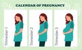 The calendar of pregnancy trimesters with pregnant woman, healthy pregnancy concept