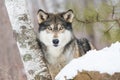 Calendar Timber wolf Royalty Free Stock Photo