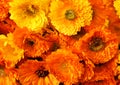Calendula background Royalty Free Stock Photo