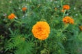 The calendula is beautiful and blooms and is fragrant
