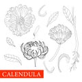 Calendula black and white. Coloring marigolds flower. Botanical illustration. Good for cosmetics, medicine, treating, aromatherapy