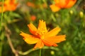 Calendula in bloom with a strong orange color
