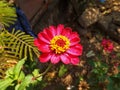 Calendula blooming