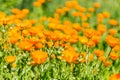 Calendula blooming in the garden. Orange flowers and green leaves. Vegetable background