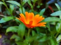 Calendula blooms in the garden among the green grass, orange flower. summer, park, bright. card poster