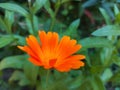 Calendula blooms in the garden among the green grass, orange flower. summer, park, bright. card poster