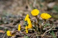 Calendula blossom, yellow summer flower marigold the pond Royalty Free Stock Photo