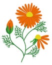 Calendula. Bright orange flower with leaves. Vector isolated illustration Royalty Free Stock Photo