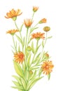Calendula pattern, marigold card isolate watercolor white background