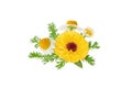 Calendula and chamomile flowers and leaves bunch isolated on white. Transparent png additional format Royalty Free Stock Photo