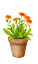 Calendula in a clay pot. Vegetable garden in containers. Watercolor composition
