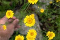 Calendula. Close up of Crown Daisy flowers on blur background. Yellow flower of Glebionis segetum Royalty Free Stock Photo