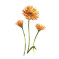 Calendula or daisy flower.Watercolor botanical illustration. Good for cosmetics, medicine, treating, aromatherapy