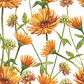 Calendula or daisy flower.Watercolor botanical illustration. Good for cosmetics, medicine, treating, aromatherapy