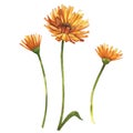 Calendula or daisy flower.Watercolor botanical illustration. Good for cosmetics, medicine, treating, aromatherapy