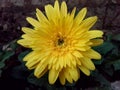 Calendula Fiesta Gitana Royalty Free Stock Photo