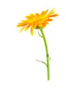 Calendula flower Royalty Free Stock Photo