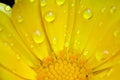 Calendula Flower