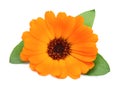 Calendula flower