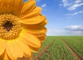 Calendula flower