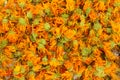 Calendula flower background