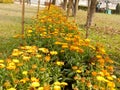 Calendula Flower