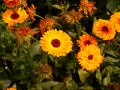 Calendula Flower