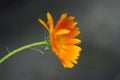 Calendula flower bending across a grey background