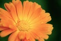 Calendula flower