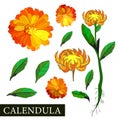 Calendula flower. Botanical illustration of calendula. Medicinal plants. Alternative medicine. Orange flower on a white background