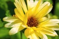 Calendula Flower (Calendula officianalis)