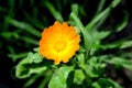 Calendula Flower.