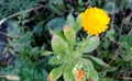 Calendula flower in garden. Medicine herb. Horisontal composition