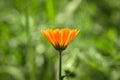 Calendula flower on green background. Bright beautiful orange flower marigold closeup on a summer day. Nature green summer Royalty Free Stock Photo