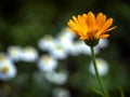 calendula flower illuminated by the morning sun in the garden Royalty Free Stock Photo