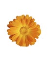 Calendula flower isolated blooming on white background Royalty Free Stock Photo