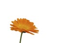 Calendula flower isolated on white background Royalty Free Stock Photo