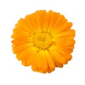 Calendula flower isolated on white background Royalty Free Stock Photo