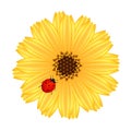 A calendula flower with ladybug on a white background.