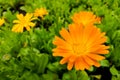 Calendula flower and leaf Calendula officinalis, pot, garden or English marigold plant, nature green background. Calendula flower Royalty Free Stock Photo