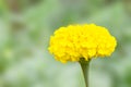 Calendula flower and leaf , nature green background. Calendula flower on summer day. Closeup medicinal flower herb for tea or oil Royalty Free Stock Photo