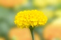 Calendula flower and leaf , nature green background. Calendula flower on summer day. Closeup medicinal flower herb for tea or oil Royalty Free Stock Photo