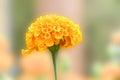 Calendula flower and leaf , nature green background. Calendula flower on summer day. Closeup medicinal flower herb for tea or oil Royalty Free Stock Photo