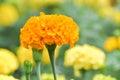 Calendula flower and leaf , nature green background. Calendula flower on summer day. Closeup medicinal flower herb for tea or oil Royalty Free Stock Photo