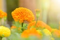 Calendula flower and leaf , nature green background. Calendula flower on summer day. Closeup medicinal flower herb for tea or oil Royalty Free Stock Photo