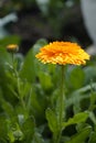 Calendula flower and leaf , nature green background. Calendula flower on summer day Royalty Free Stock Photo