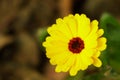 Calendula flower & leaf & x28;Calendula officinalis, pot, garden or English marigold& x29; plant, nature green background Royalty Free Stock Photo